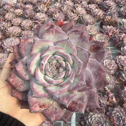 0104-红拉糖-从前慢花园东云系多肉植物