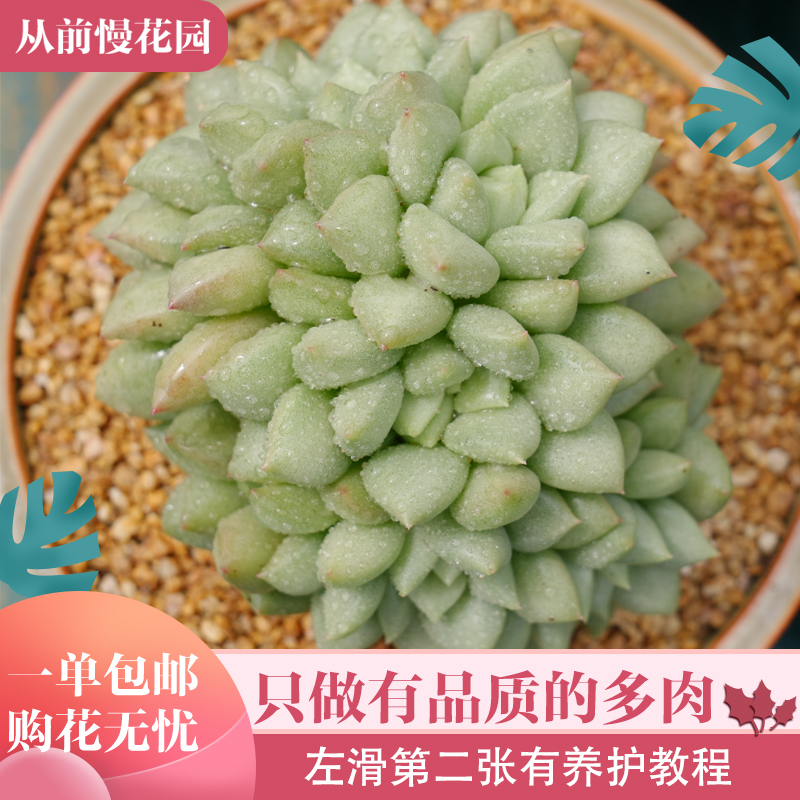 017-象牙-从前慢花园东云系多肉植物