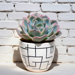 04-玉凤锦-从前慢花园东云系多肉植物