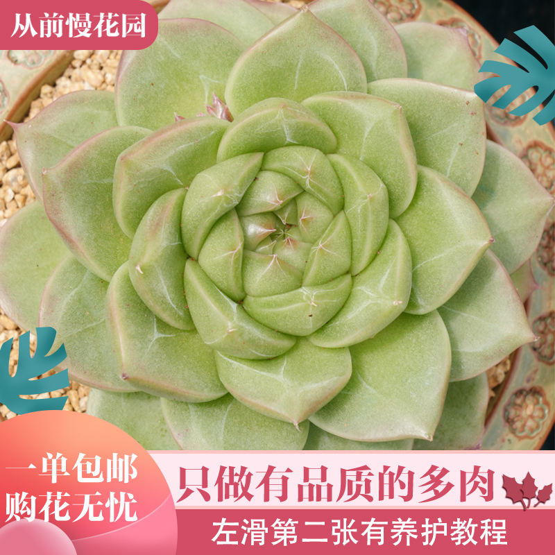 028-海吉吉-从前慢花园东云系多肉植物