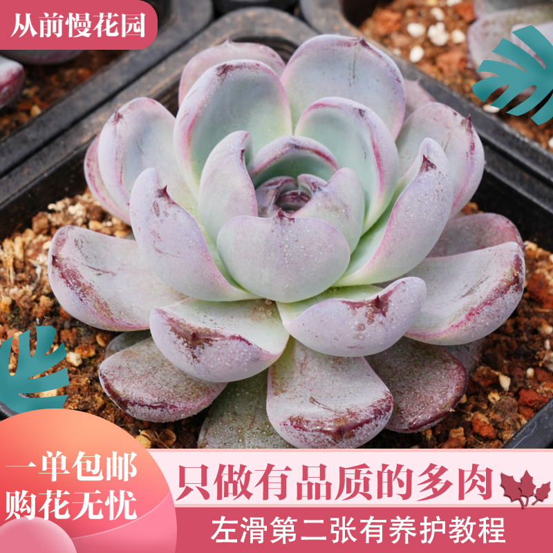 030-黑橙-从前慢花园东云系多肉植物