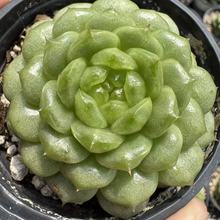 0119-灯泡珍妮-从前慢花园东云系多肉植物