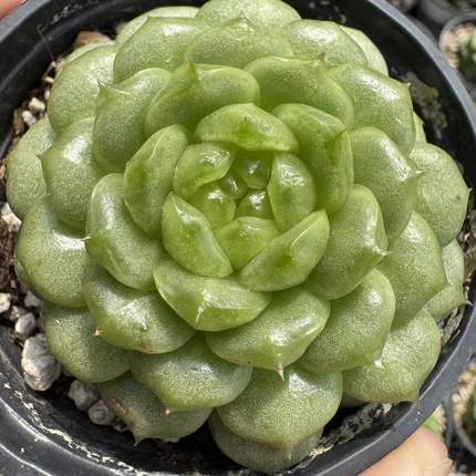 0119-灯泡珍妮-从前慢花园东云系多肉植物