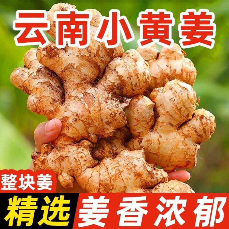 云南正宗小黄姜老姜新鲜生姜姜母农家自种土黄姜非种子姜月子干姜