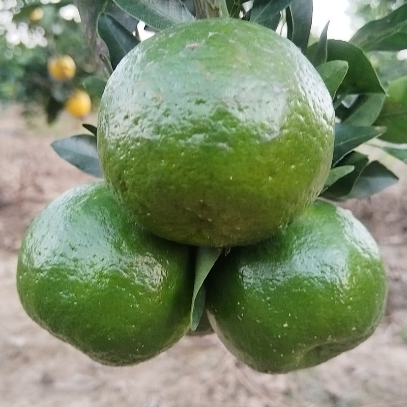 新鲜青皮酸橘子孕妇手剥水果包邮