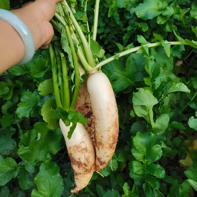 湖南新鲜白萝卜水果萝卜