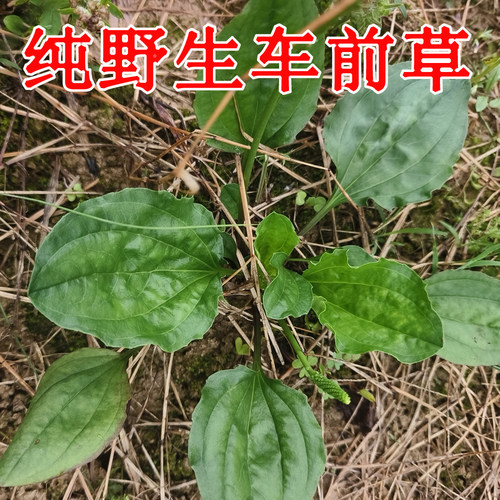 新鲜车前草500克中草药材干货泡茶利尿车茶整棵清热现采湖南青草