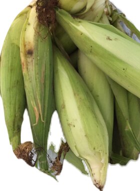 自家种植新鲜黄玉米现摘5斤