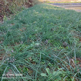 新上市藠头新鲜湖南邵阳带叶小荞头 现挖 小茭头 带叶藠头茭头