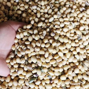 偶尔会有虫眼 磨豆浆豆花小黄豆 大豆湖南农家老品种黄豆 豆类