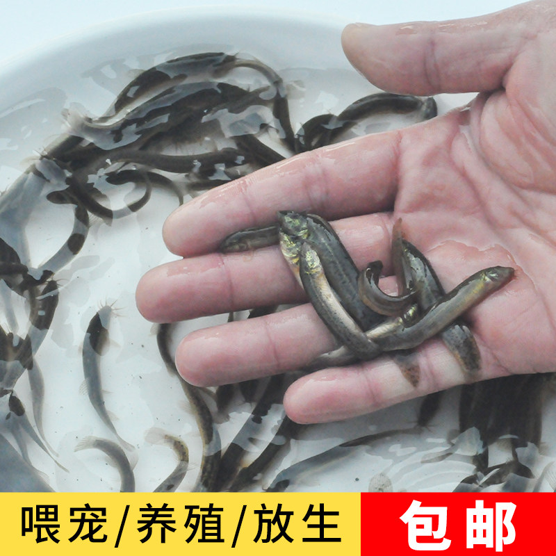 泥鳅苗饲料鱼台湾新鲜龙鱼鳄龟鱼