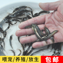 台湾泥鳅苗新鲜小泥鳅苗观赏鱼龙鱼鳄龟鱼苗活体饲料鱼泥鳅活体鱼