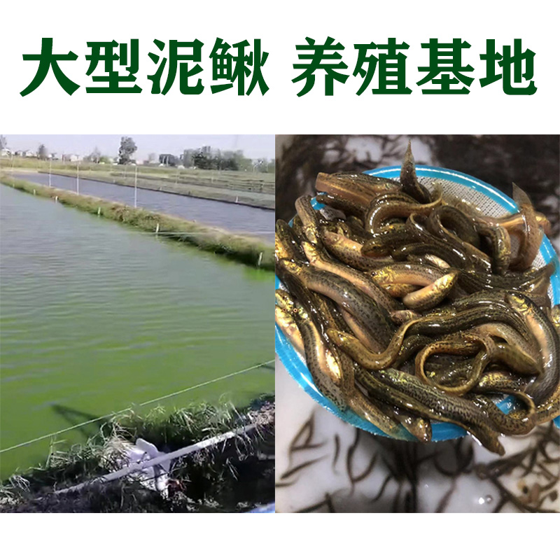 台湾小泥鳅苗鲜活喂养体饲料鱼龙鱼钓鱼东北青鳅本地圆鳅养殖淡水