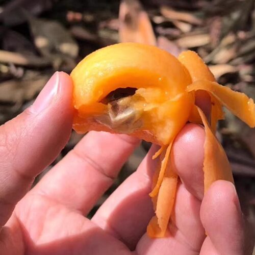 顺丰小杨自然熟长虹枇杷放心吃