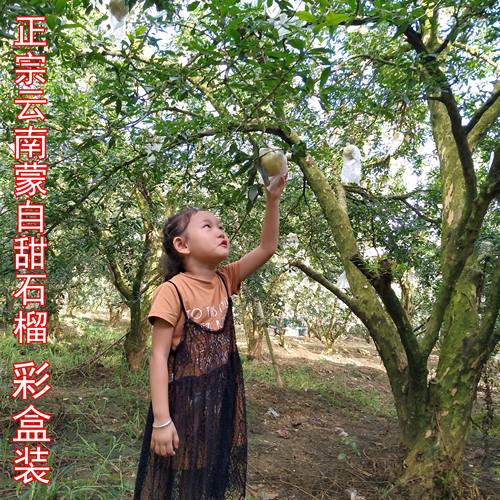 十年老店小杨家粒大薄皮蒙自石榴