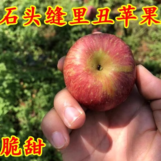 无添加蒙自西北勒小苹果半野生
