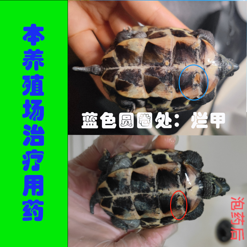 乌龟药治白点腐皮腐甲烂底烂抓头壳龟不下水不吃粮食护龟灵浮水药