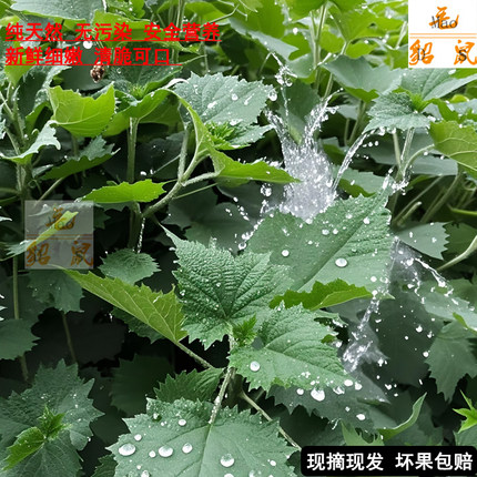 2026新品贵州野生活麻草新鲜野生蔬菜火锅刺人草嫩苗原生态食用