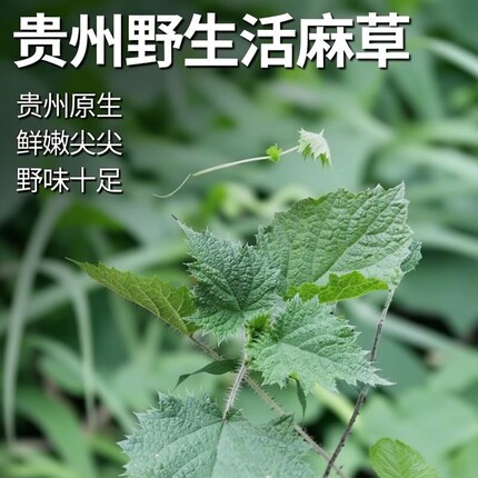 2026新品贵州野生活麻草新鲜野生蔬菜火锅刺人草嫩苗原生态食用