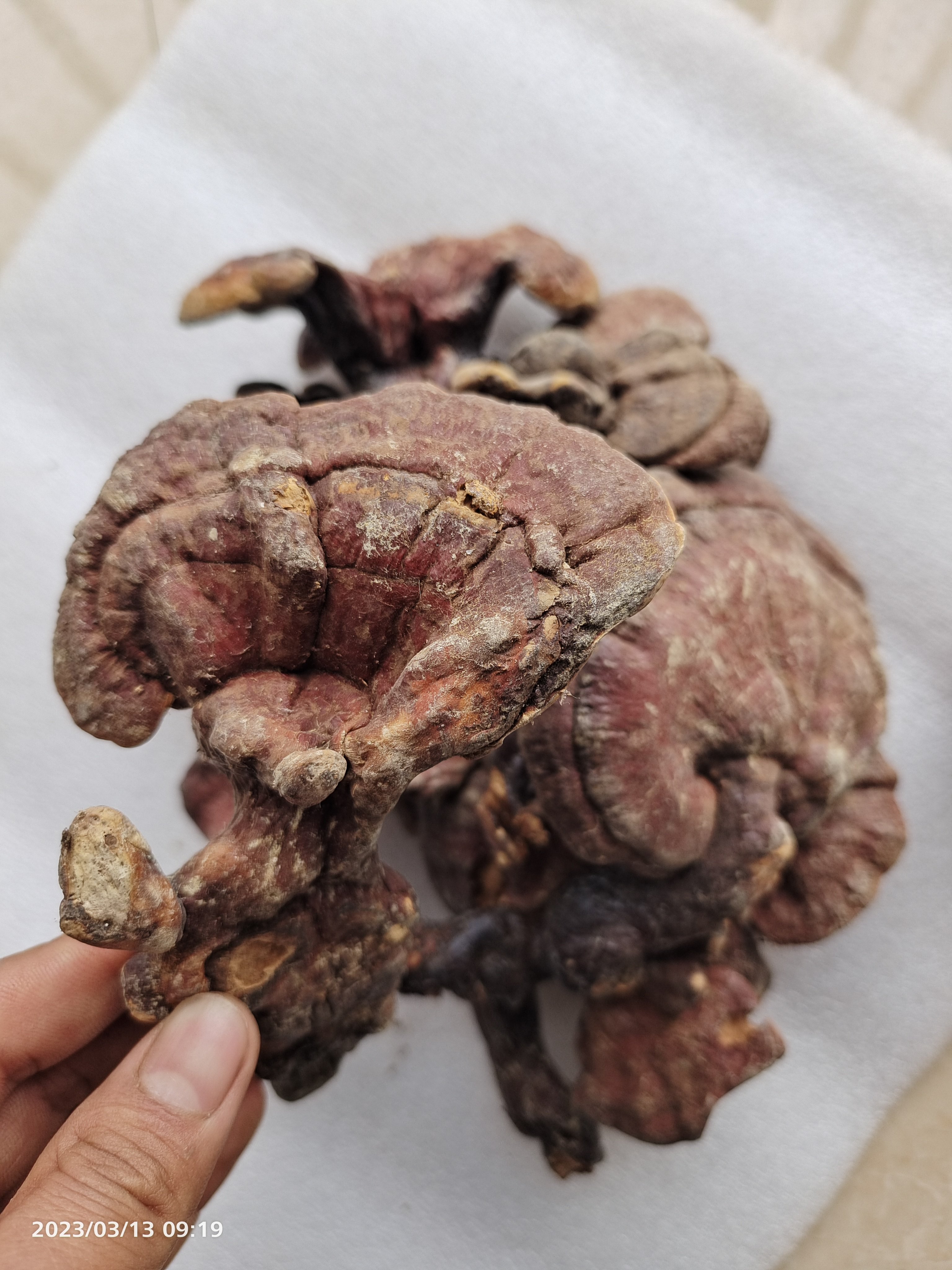 正宗野生赤灵芝整枝林芝红灵芝菌可切片磨粉非灵芝孢子粉