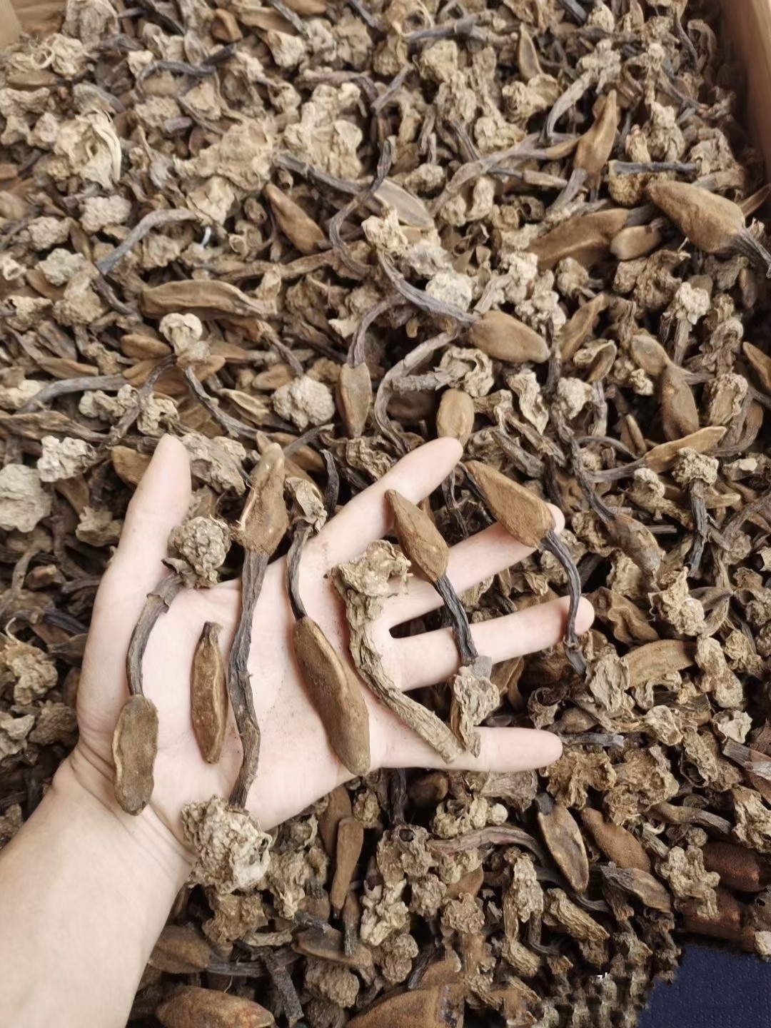 野生回春草干货不老草晒干野生顶天柱可泡酒中药材纯天然泡酒药材