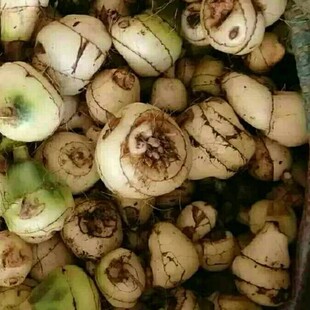 毛慈菇新鲜冰球子苗山慈菇独叶白芨山茨菇金灯花鹿蹄草干冰球子