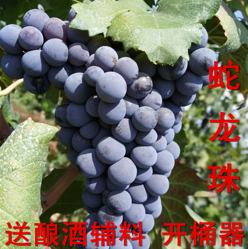 怀来银伟新鲜蛇龙珠酿酒小葡萄20斤现摘现发鲜山葡萄自酿黑葡萄酒