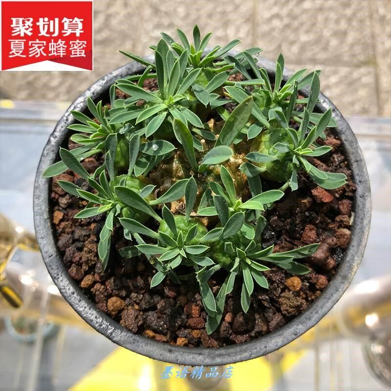 大戟科峨眉山价格 大戟科峨眉山图片 星期三