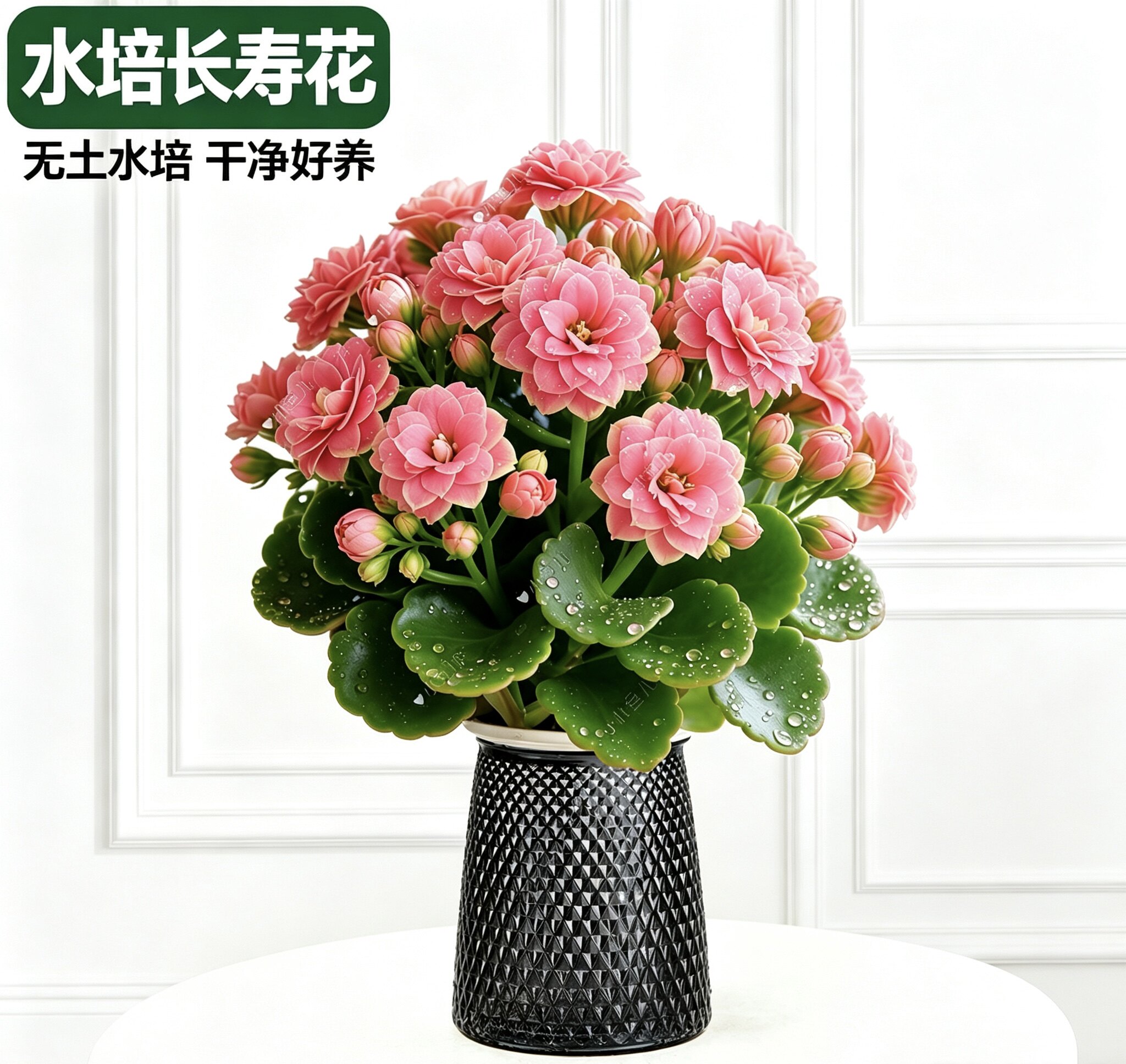 春夏爆款水培长寿花盆栽带花苞重桌面绿植