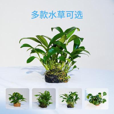 鱼缸造景真水草活体淡水植物