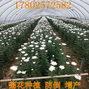 菊花网种植网攀爬网加粗防倒百香果搭棚网吊瓜豆角爬藤网农用包邮