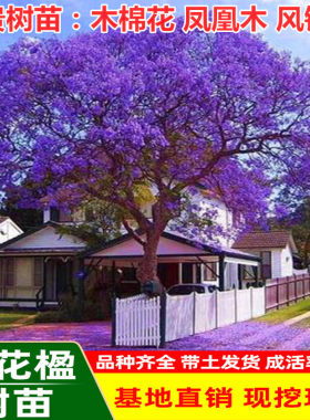 红院铃凤黄木季春年多生