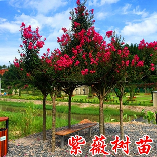 紫薇树苗美国红火箭百日红紫薇拆迁占地苗耐寒庭院盆栽工程绿化苗