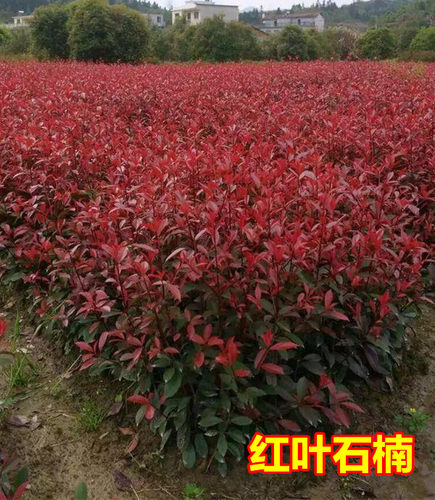 球杆程植小青无树色彩种