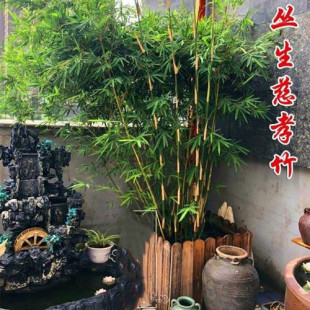 慈孝竹苗四季常青丛生盆栽地栽庭院观赏四季种植大中型窝竹凤尾竹