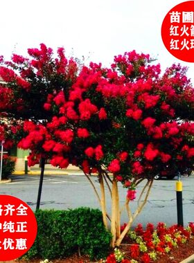 美国红火箭大型庭院绿化树苗