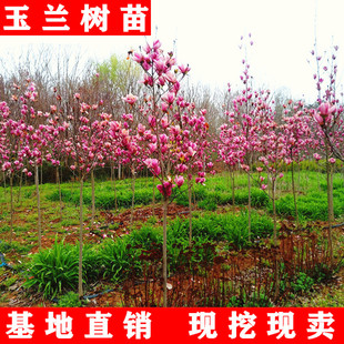 绿化苗木广玉兰树苗紫玉兰小苗红玉兰白玉兰黄玉兰苗嫁接玉兰树苗