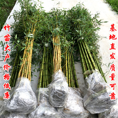 竹子苗庭院四季常绿耐寒植物大型毛竹紫竹黄金竹青竹苗罗汉竹盆栽