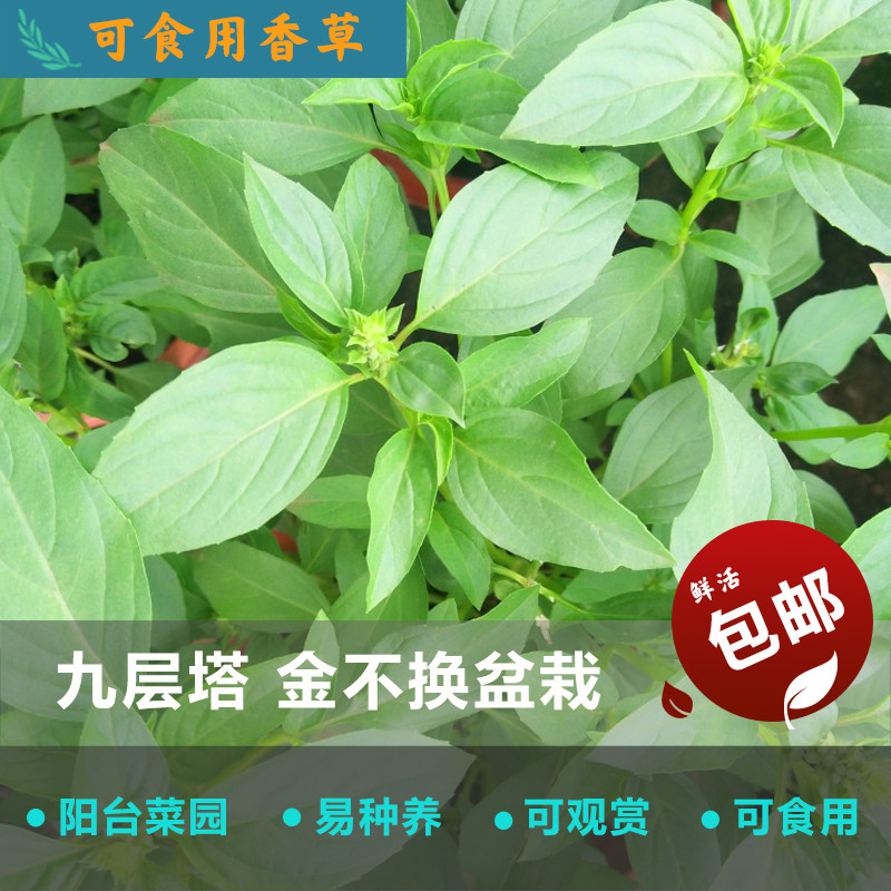 九重塔金不换,金不换_大山谷图库