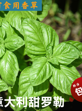 意大利甜罗勒sweetbasil种苗子意面番茄青酱香料植物西餐常用香草