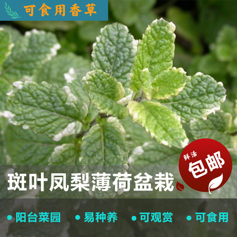 斑叶凤梨薄荷可食用盆栽种苗能吃带盆美观赏花草阳台庭院可爱植物