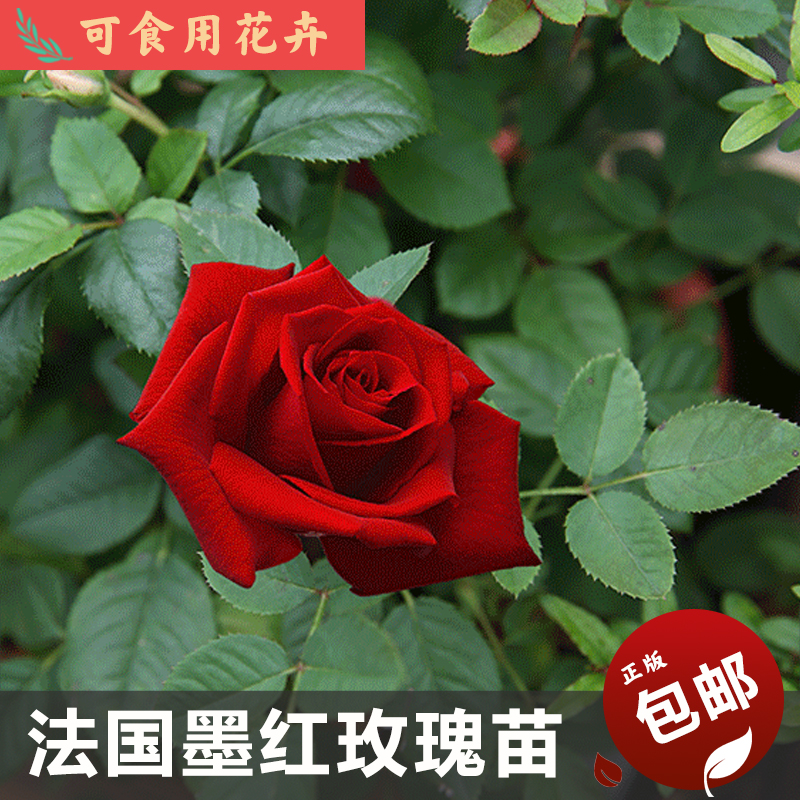 苗木 薔薇