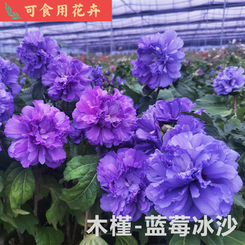蓝紫色蓝莓冰沙木槿庭院地栽树苗当年开花易存活木本植物耐热花卉