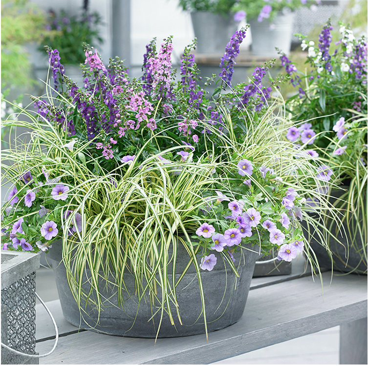 观赏草银边苔草埃弗里斯特苔草庭院花境种植多年生观叶植物包邮