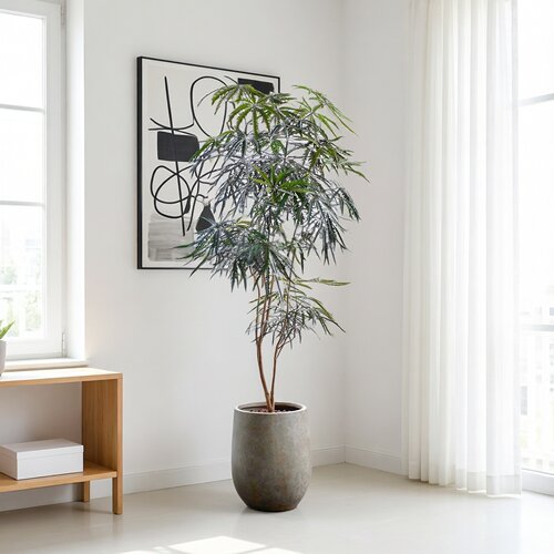 造型孔雀木中式中古禅意盆栽室内