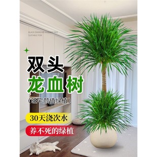 龙血树招财旺宅大型客厅室内多头老桩龙须树落地盆栽办公室绿植物