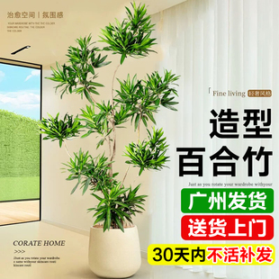 百合竹客厅造型真绿植室内落地大型盆栽办公室四季老桩造型大盆景