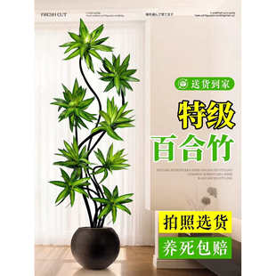 百合竹客厅绿植室内高级感植物老桩造型轻奢好养落地大型旺宅盆栽