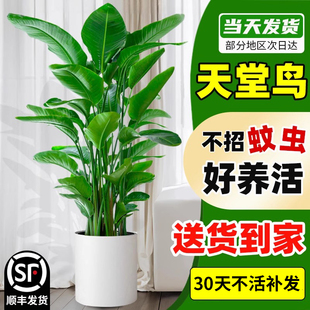 天堂鸟绿植盆栽室内大型真树客厅大叶植物办公室鹤望兰好养活花卉