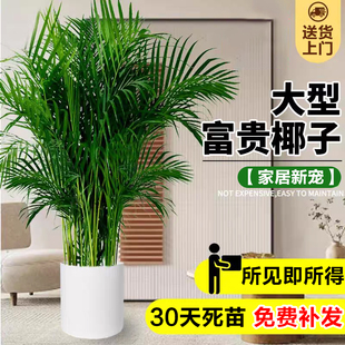 富贵椰子凤尾竹盆栽室内大型绿植办公室好养活散尾葵植物净化空气